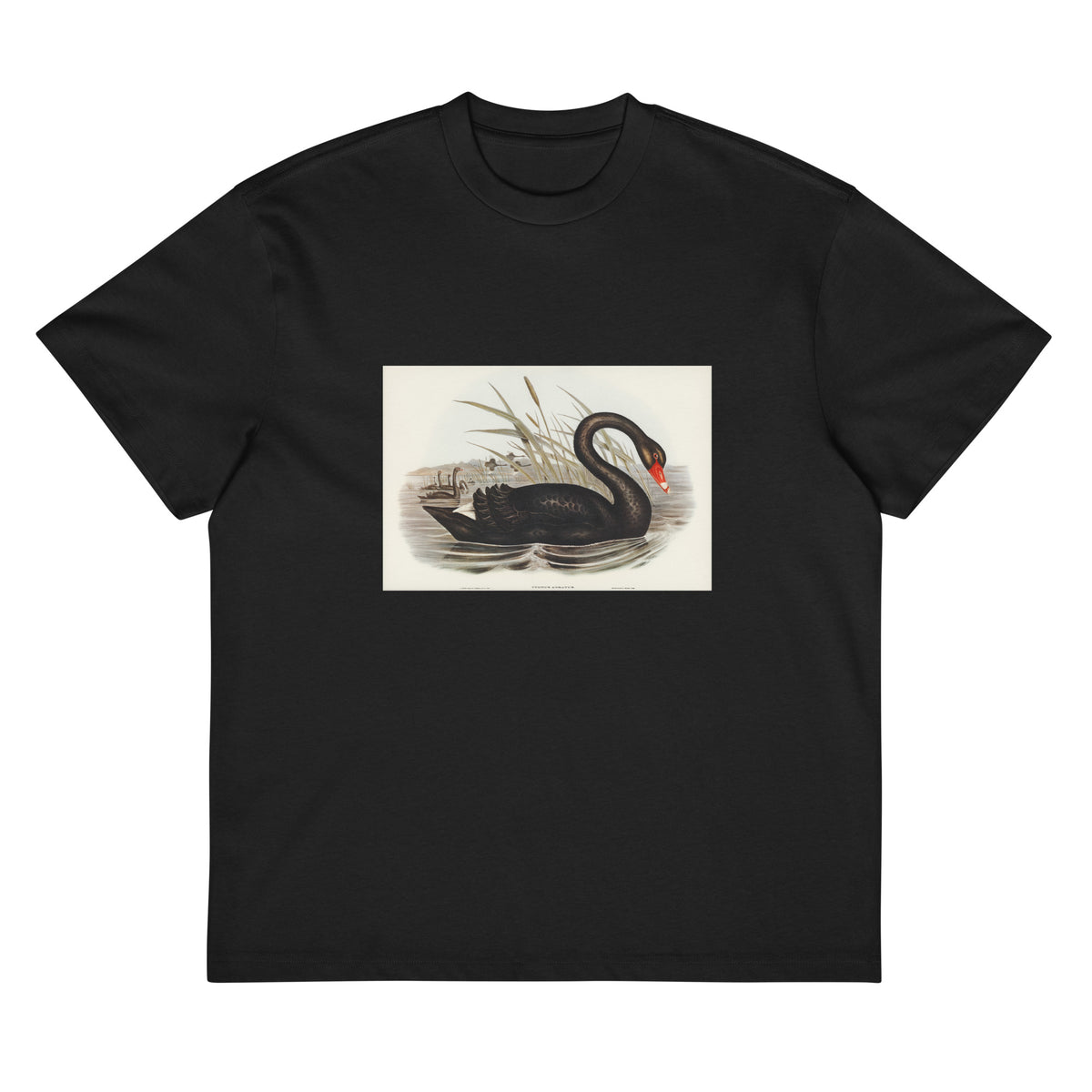 Black T-shirt Black Swan Cygnus Atratus Illustrated - Elizabeth Gould 1804 Signature