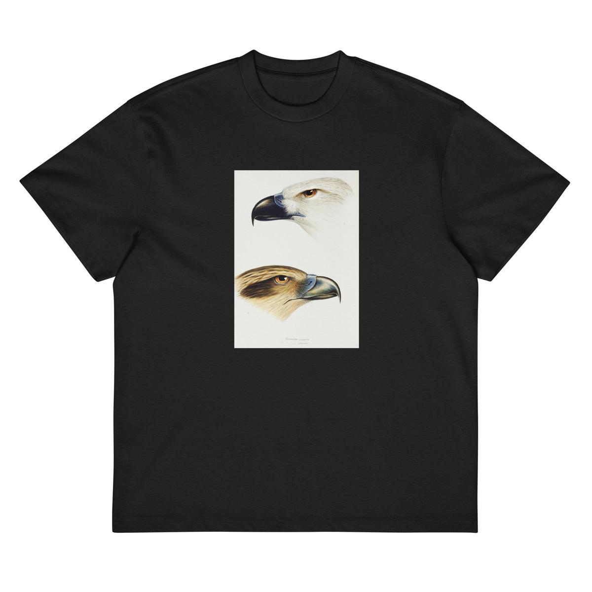 Black T-shirt 1 White-Bellied Sea Eagle Haliaeetus Leucogaster 2 Whistling Kite Haliastur Sphenurus Illustrated Signature
