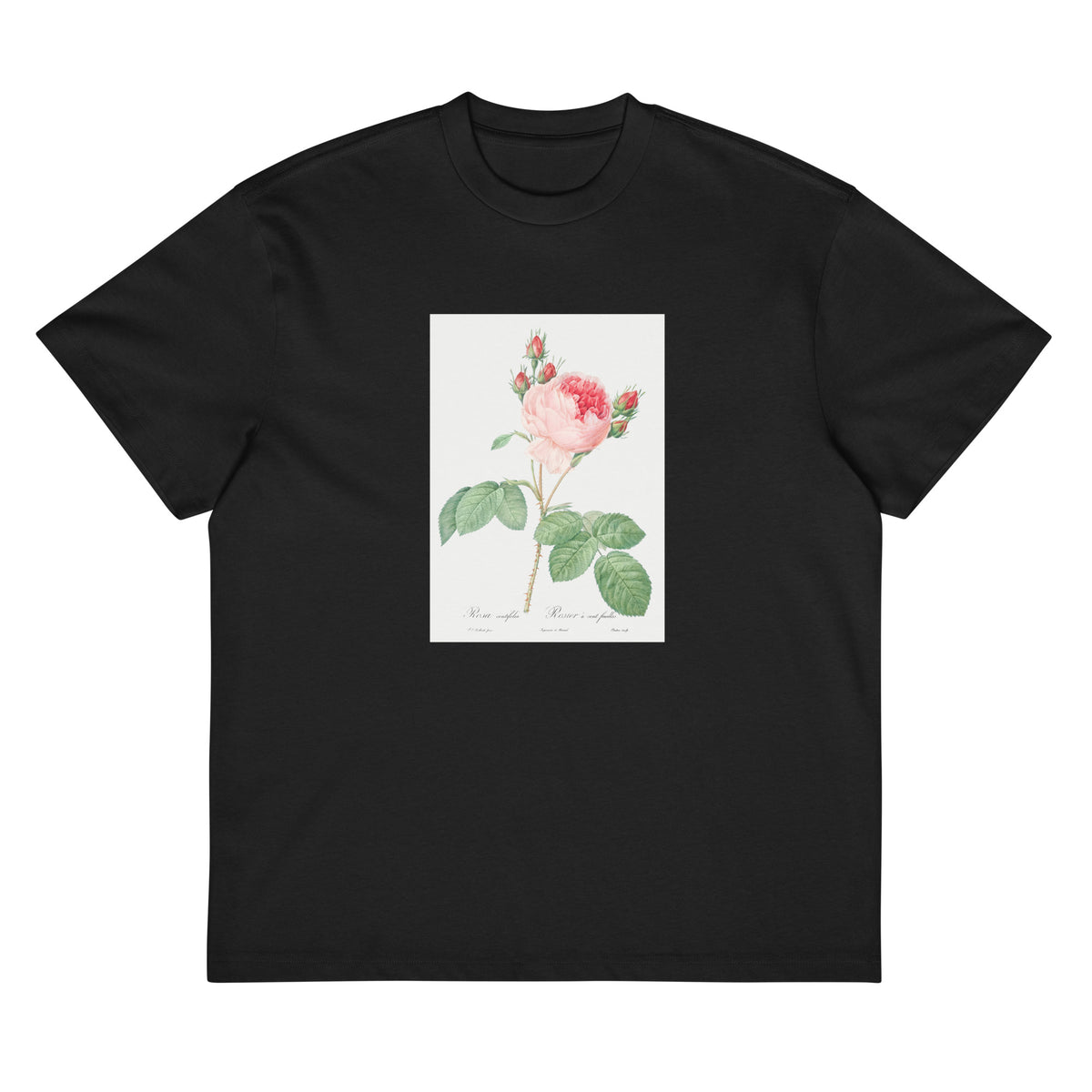 Black T-shirt Cabbage Rose Also Known As One Hundred-Leaved Rose Rosa Centifolia Signature