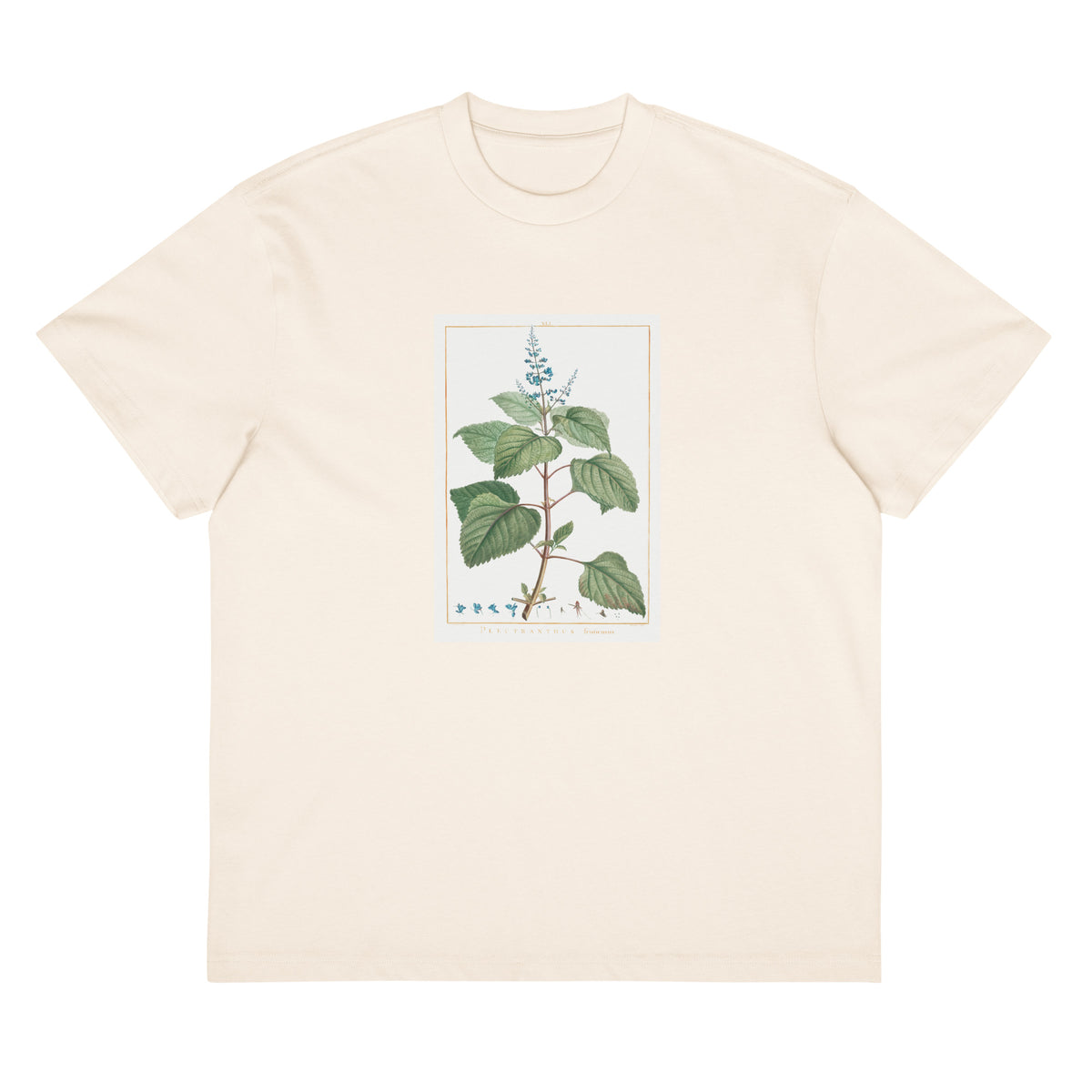 White T-shirt Plectranthus Fruticosus Image - Pierre-Joseph Redoute And Charles Louis 1784 Signature