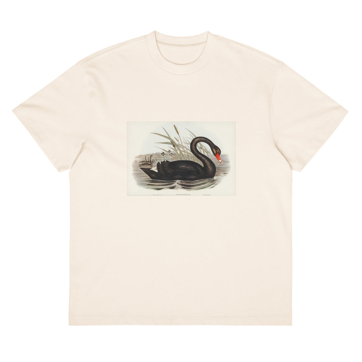 White T-shirt Black Swan Cygnus Atratus Illustrated - Elizabeth Gould 1804 Signature
