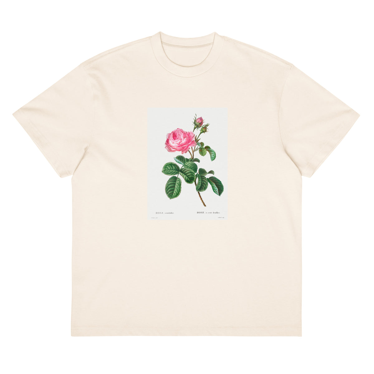White T-shirt Cabbage Rose Rosa Centifolia Signature