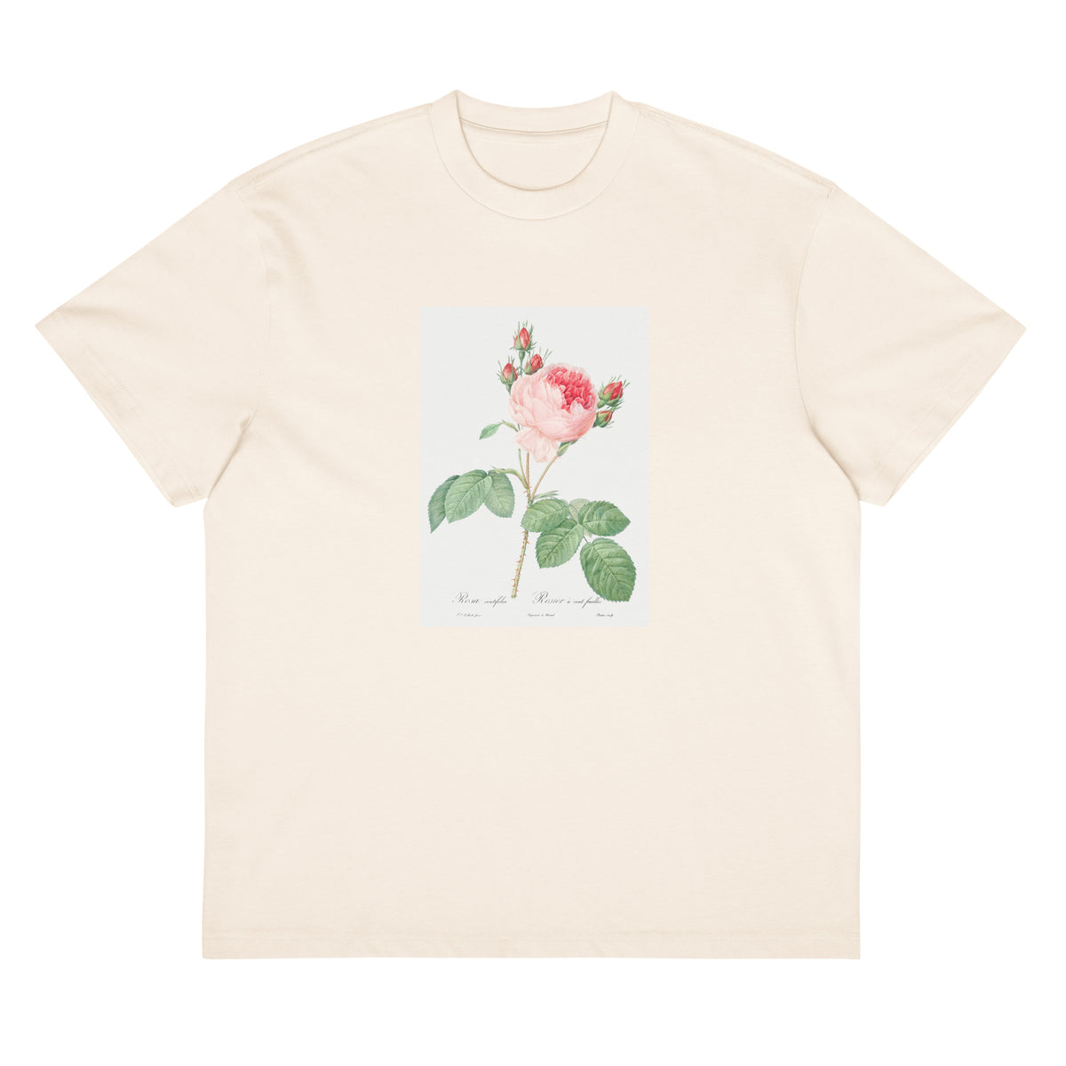 White T-shirt Cabbage Rose Also Known As One Hundred-Leaved Rose Rosa Centifolia Signature