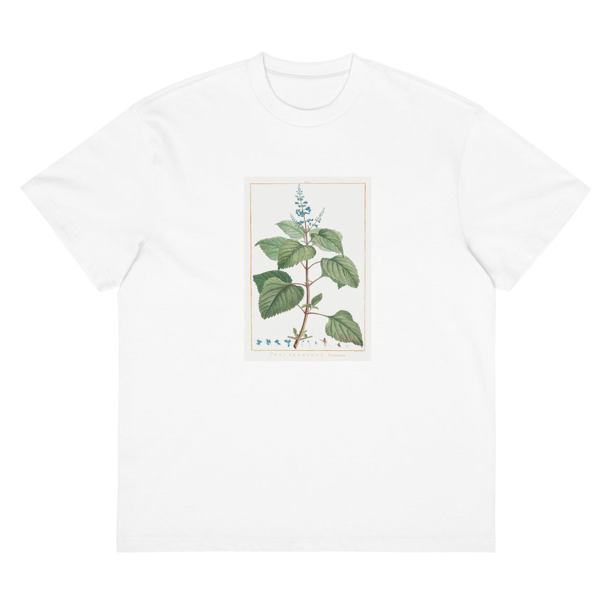 White T-shirt Plectranthus Fruticosus Image - Pierre-Joseph Redoute And Charles Louis 1784 Signature
