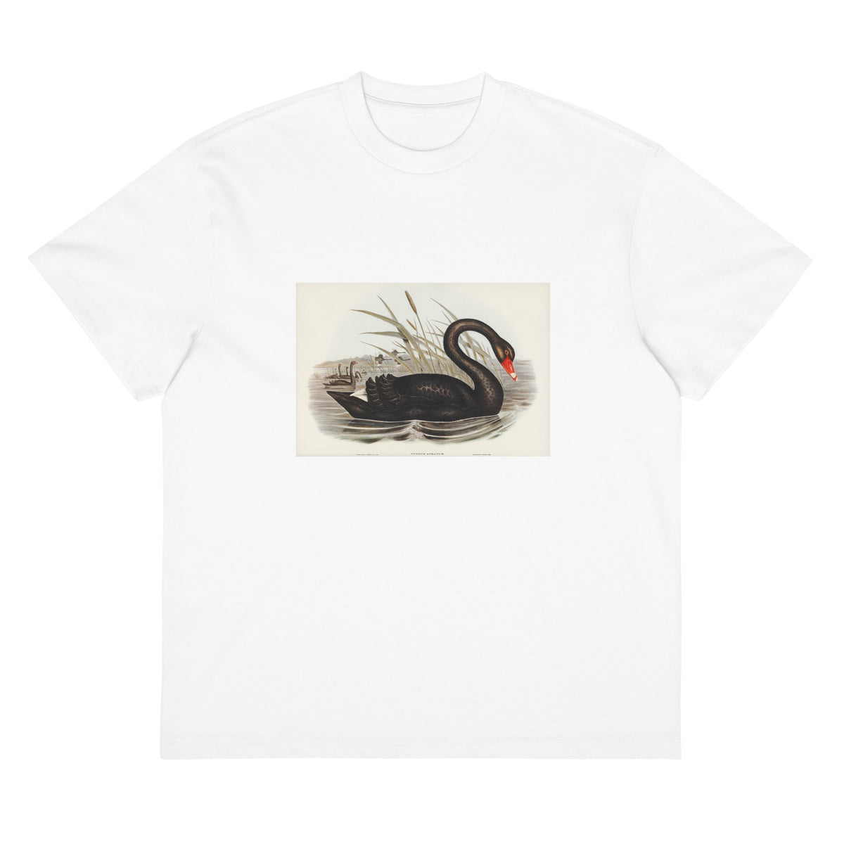 White T-shirt Black Swan Cygnus Atratus Illustrated - Elizabeth Gould 1804 Signature