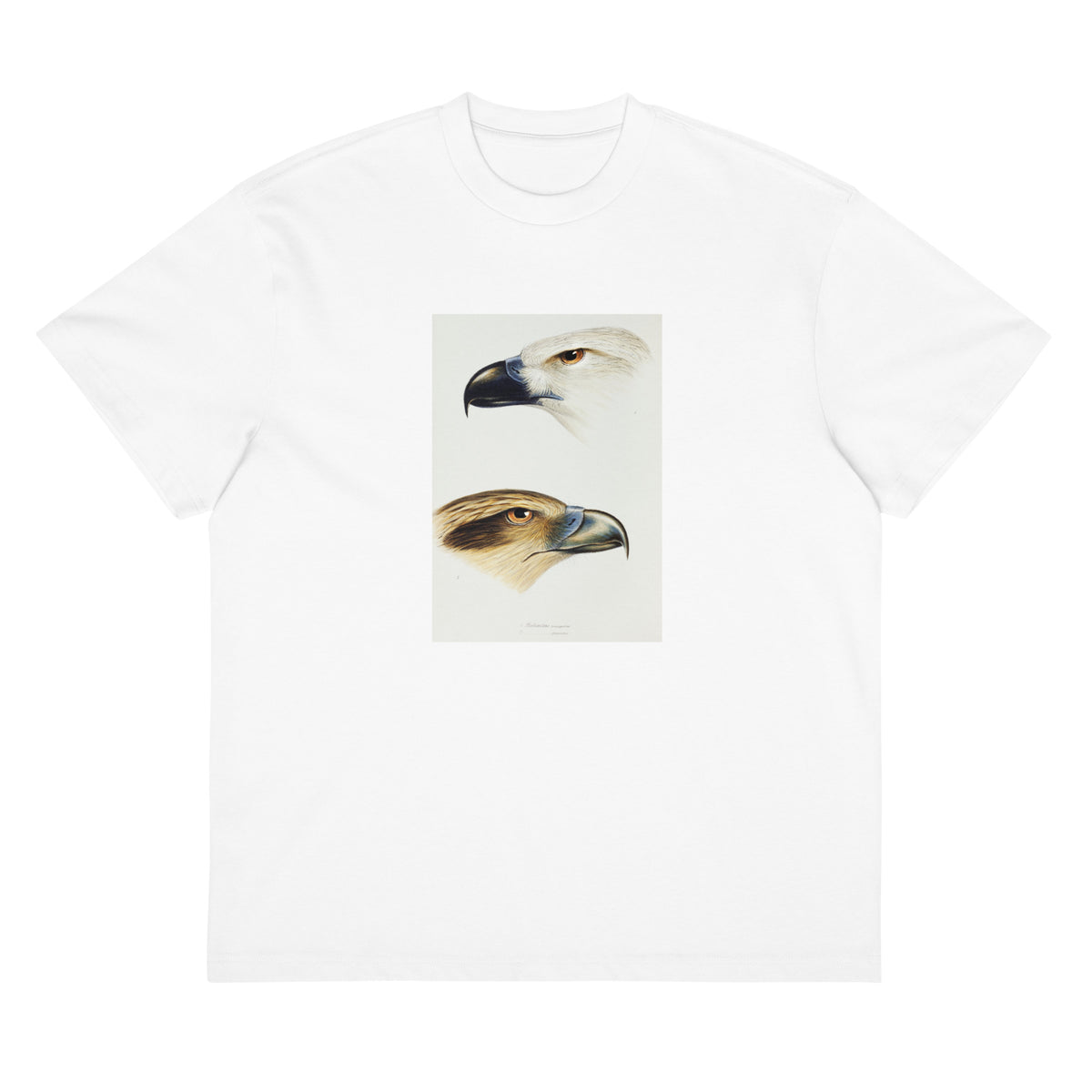 White T-shirt 1 White-Bellied Sea Eagle Haliaeetus Leucogaster 2 Whistling Kite Haliastur Sphenurus Illustrated Signature