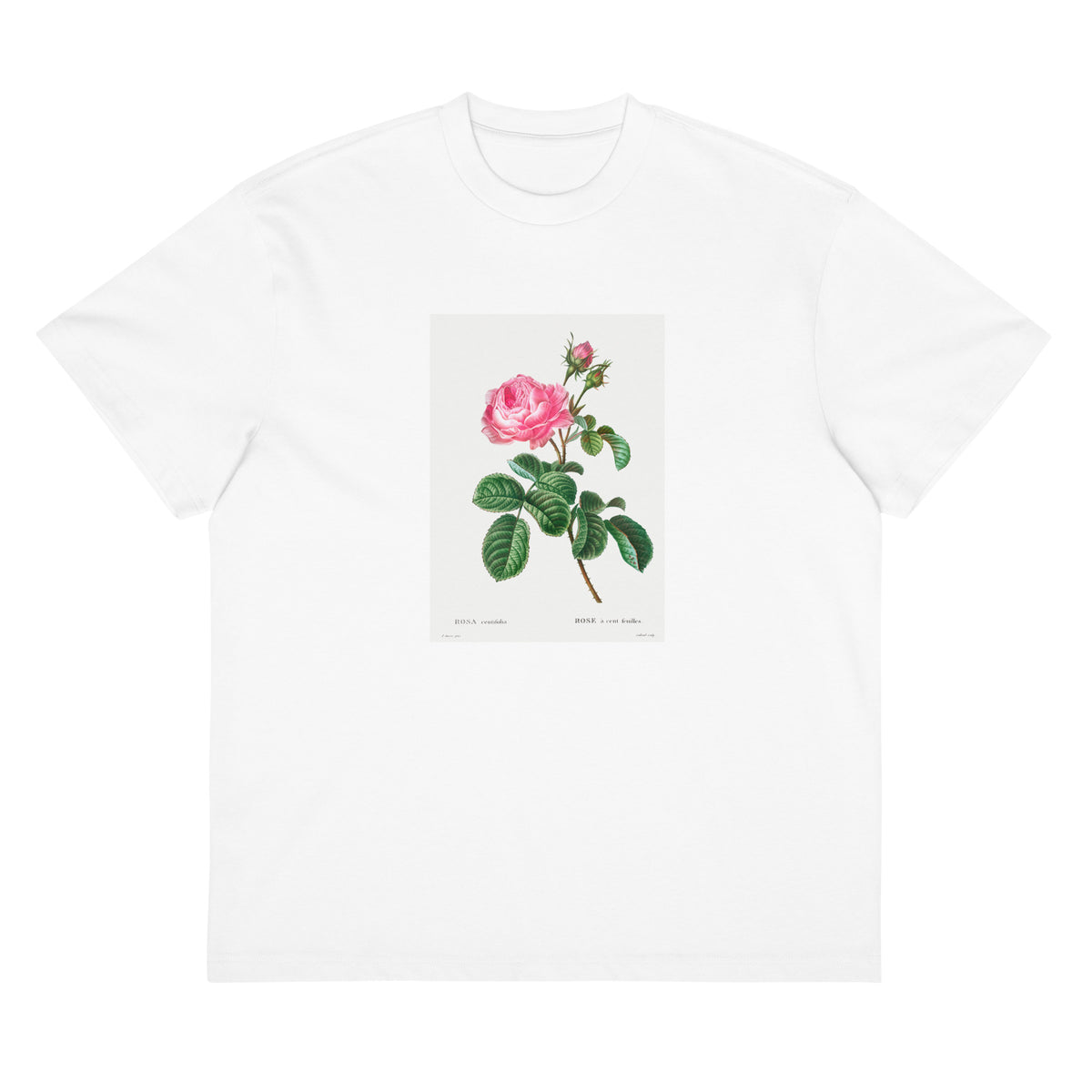 White T-shirt Cabbage Rose Rosa Centifolia Signature