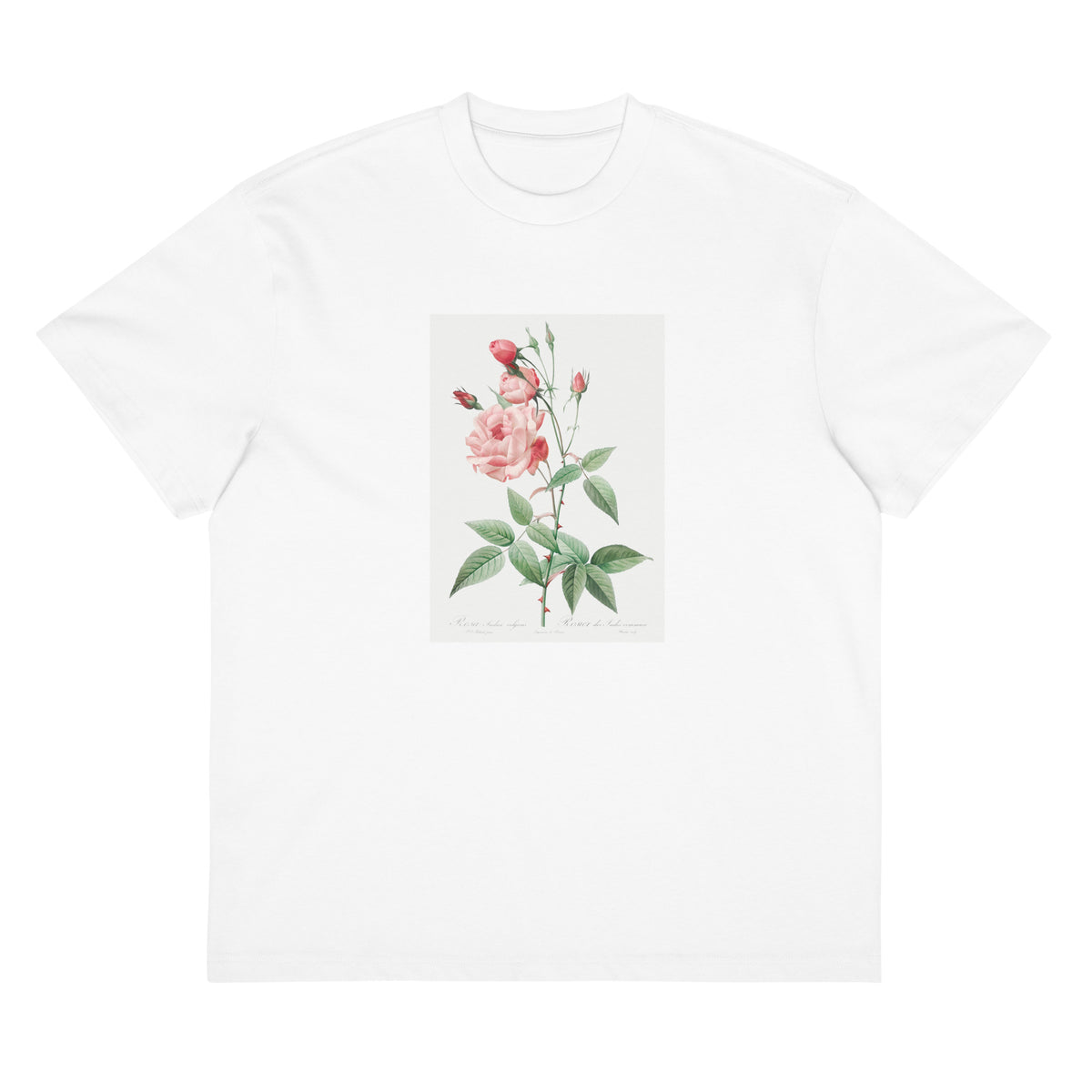White T-shirt Old Blush China Also Known As Common Rose Of India Rosa Indica Vulgaris Signature