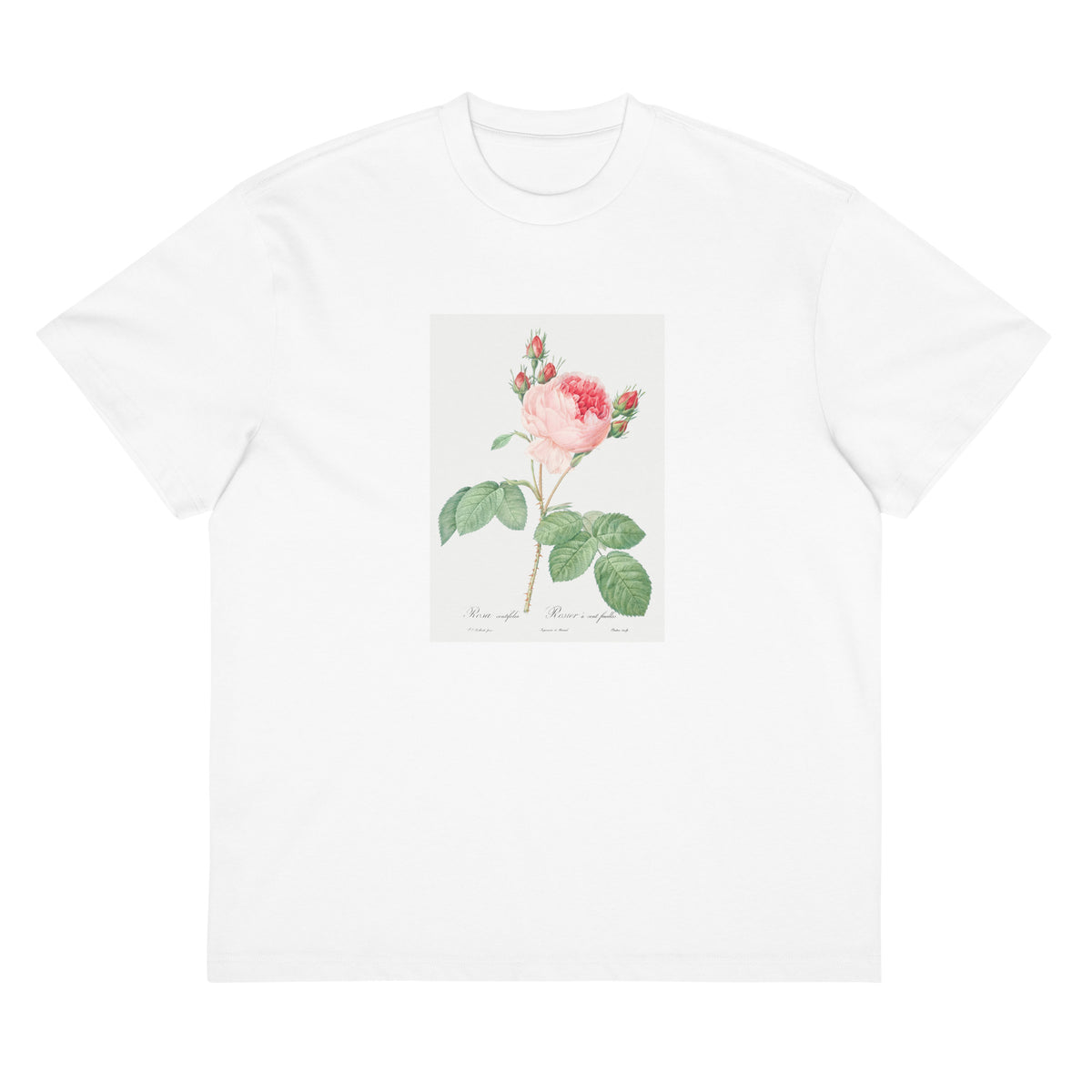 White T-shirt Cabbage Rose Also Known As One Hundred-Leaved Rose Rosa Centifolia Signature
