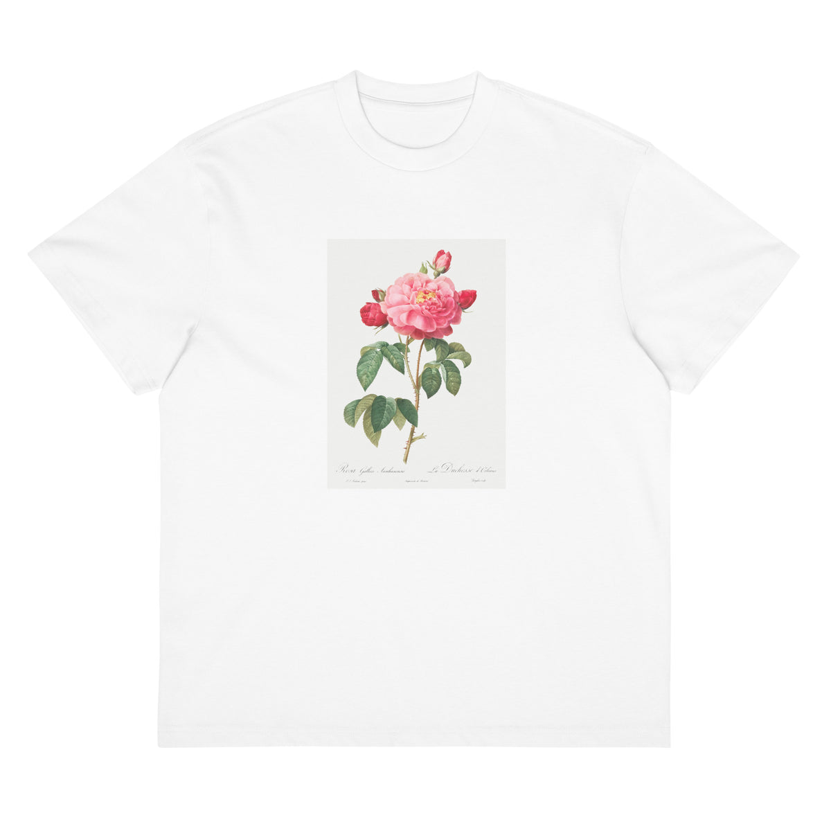 White T-shirt Gallic Rose Also Known As The Duchess Of Orleans Rosa Gallica Aurelianensis Signature