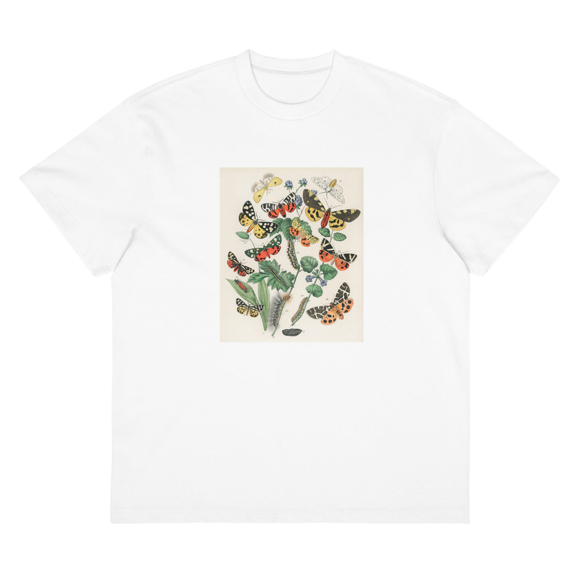 White T-shirt Illustrations - William Forsell Kirby 1882 Signature