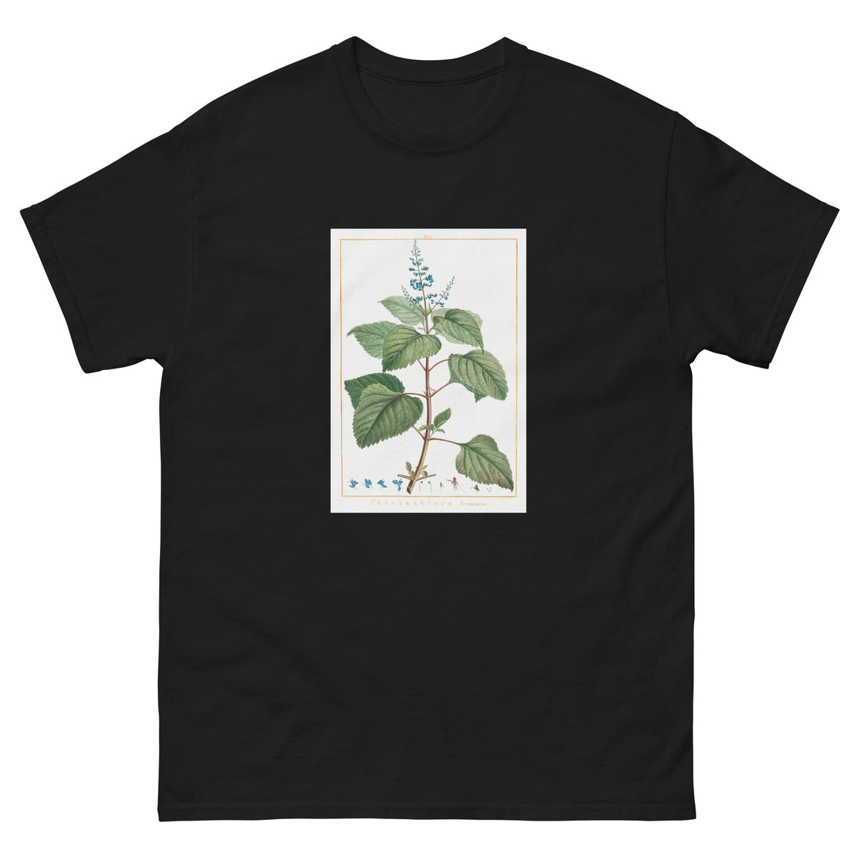 Black T-shirt Plectranthus Fruticosus Image - Pierre-Joseph Redoute And Charles Louis 1784 Essential