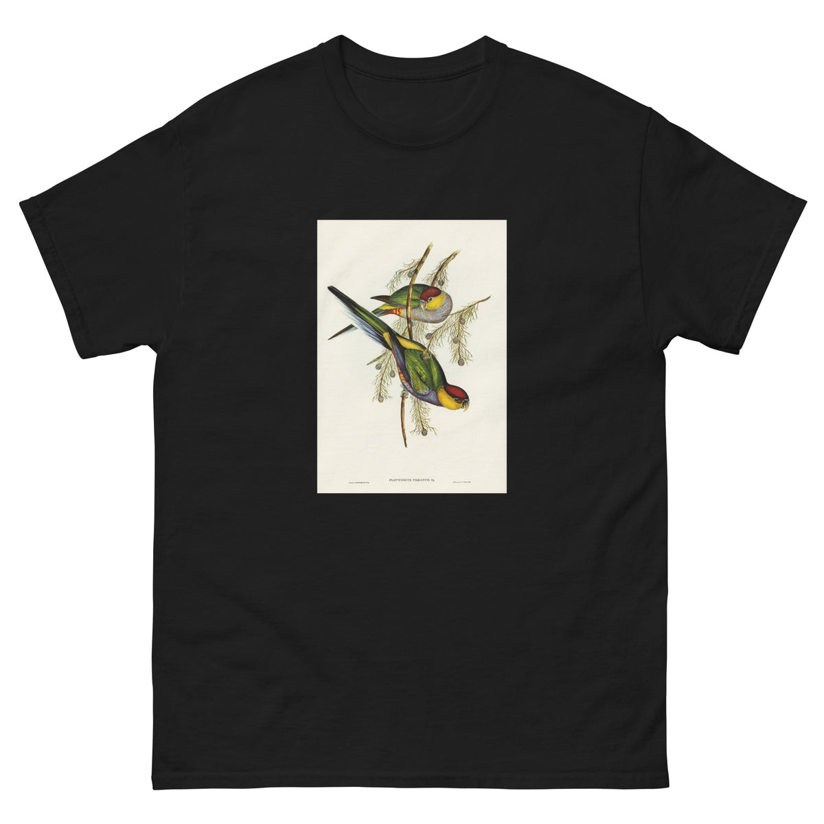 Black T-shirt Red-Capped Parakeet Platycercus Pileatus Illustrated - Elizabeth Gould 1804 Essential