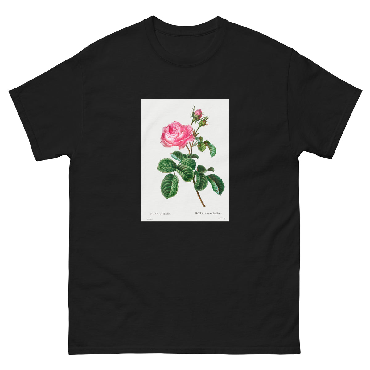 Black T-shirt Cabbage Rose Rosa Centifolia Essential
