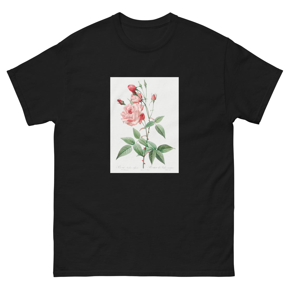 Black T-shirt Old Blush China Also Known As Common Rose Of India Rosa Indica Vulgaris Essential