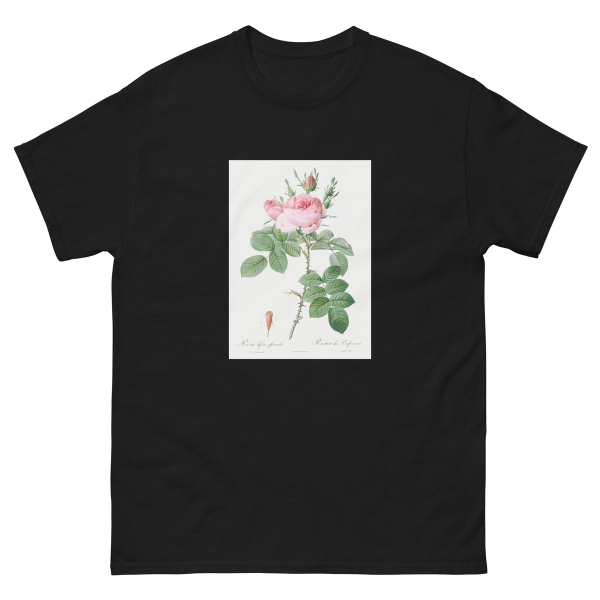 Black T-shirt Rosa Bifera Officinalis Also Known As Rose Of Perfume Essential