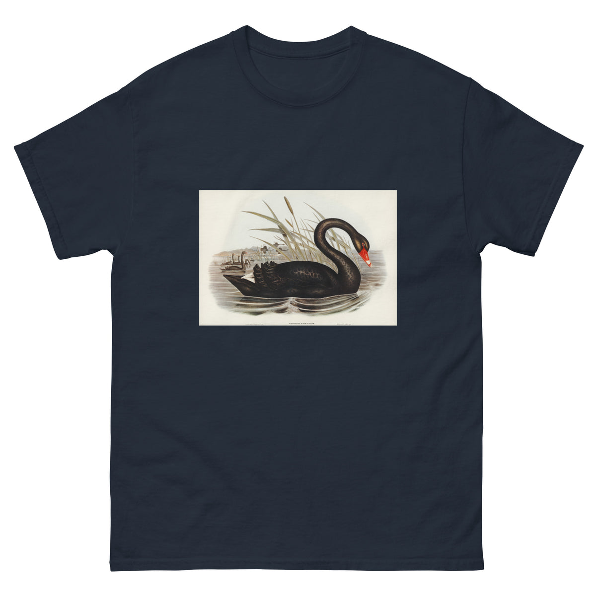 Navy T-shirt Black Swan Cygnus Atratus Illustrated - Elizabeth Gould 1804 Essential