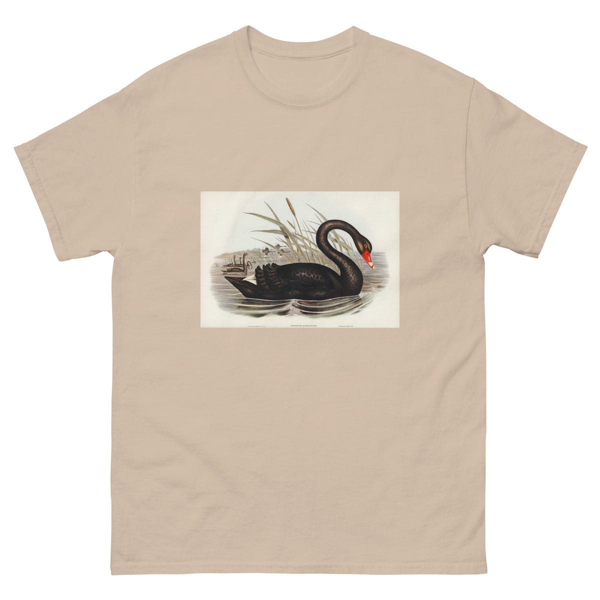 Sand T-shirt Black Swan Cygnus Atratus Illustrated - Elizabeth Gould 1804 Essential