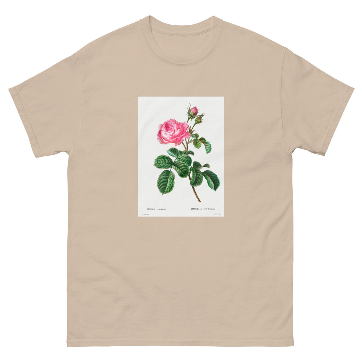 Sand T-shirt Cabbage Rose Rosa Centifolia Essential