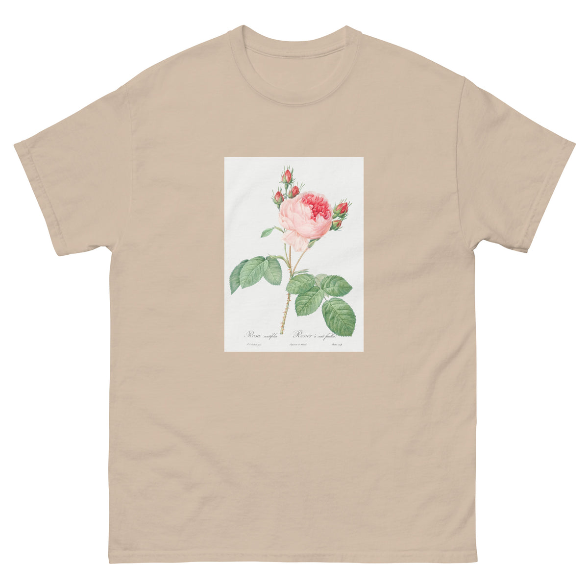 Sand T-shirt Cabbage Rose Also Known As One Hundred-Leaved Rose Rosa Centifolia Essential