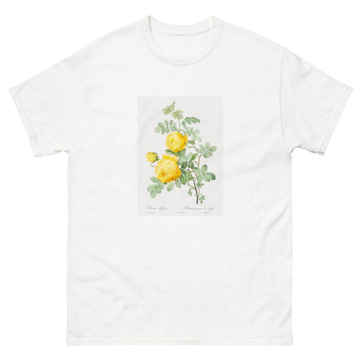 White T-shirt Rosa Hemisphaerica Also Known As Yellow Rose Of Sulfur Rosa Sulfurea Essential