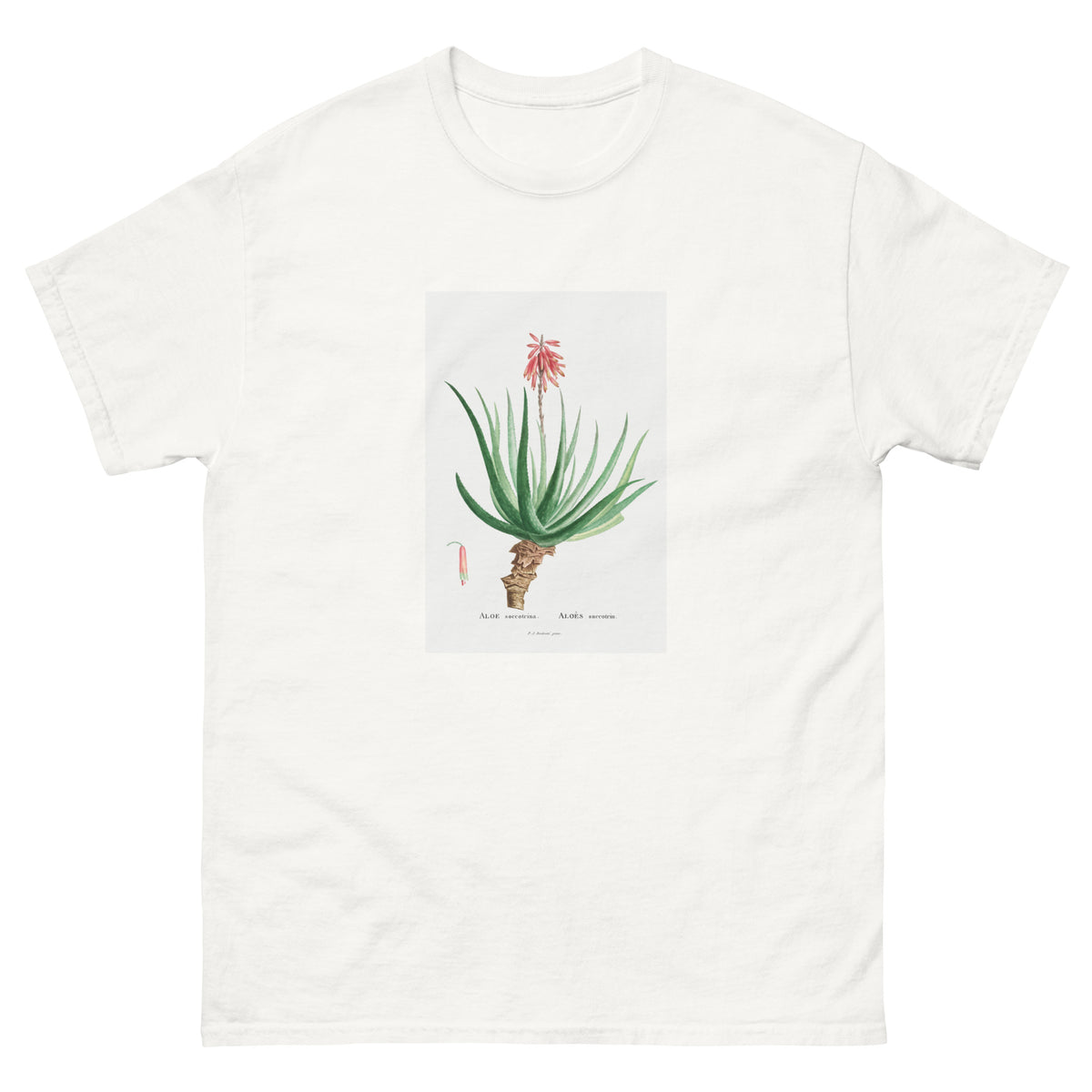 White T-shirt Aloe Socotrina Image Essential