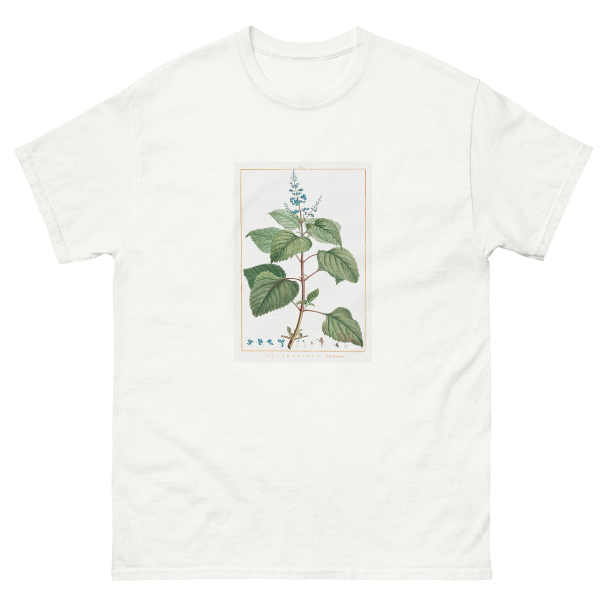 White T-shirt Plectranthus Fruticosus Image - Pierre-Joseph Redoute And Charles Louis 1784 Essential