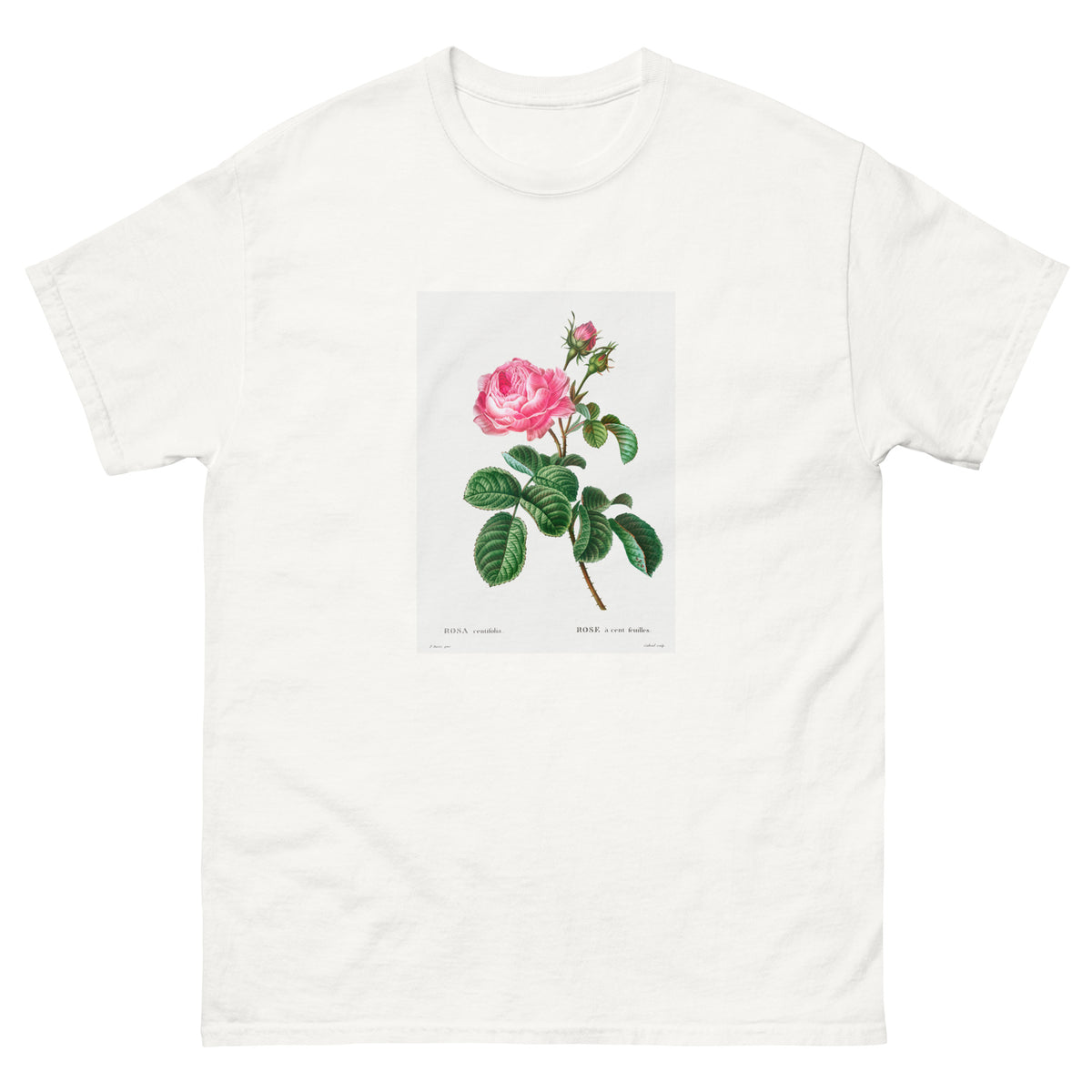 White T-shirt Cabbage Rose Rosa Centifolia Essential