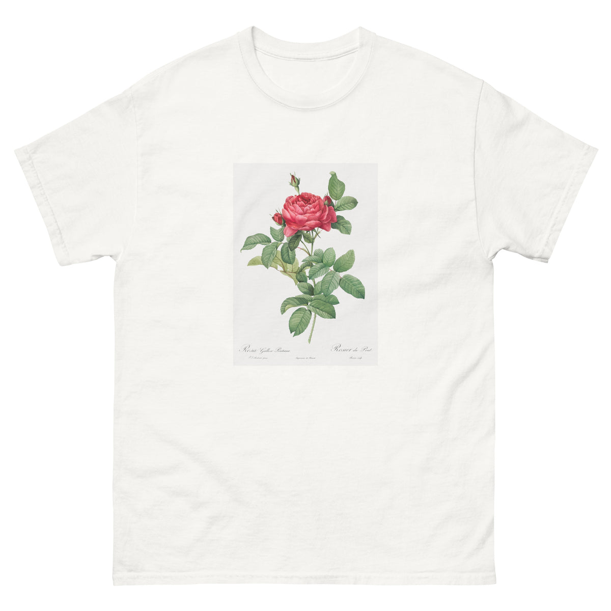 White T-shirt Rosa Gallica Pontiana Also Known As Bridge Rose Essential