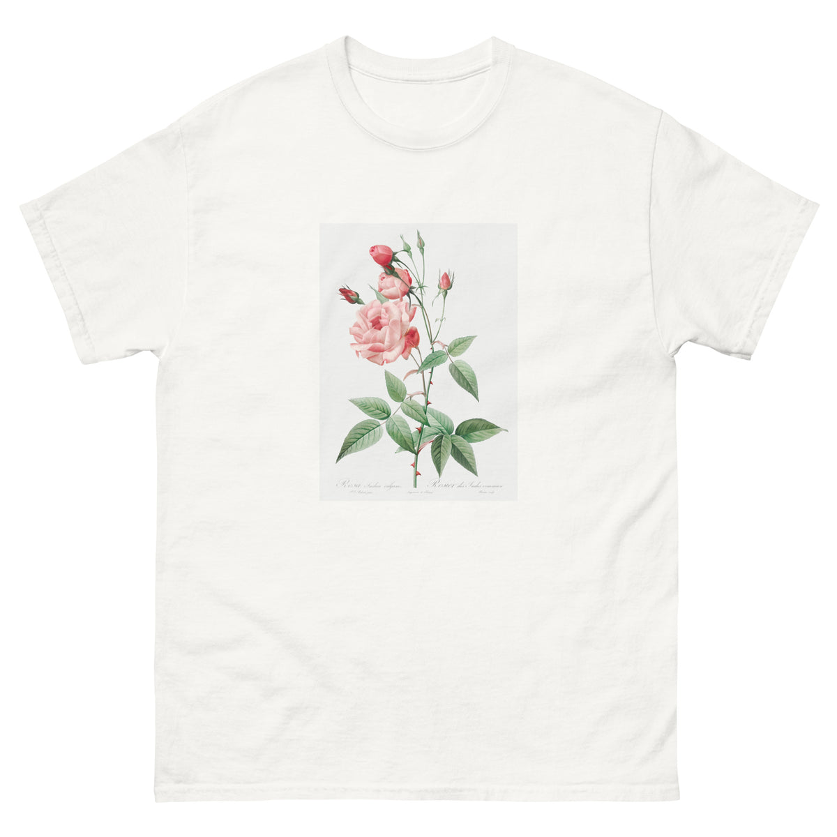 White T-shirt Old Blush China Also Known As Common Rose Of India Rosa Indica Vulgaris Essential