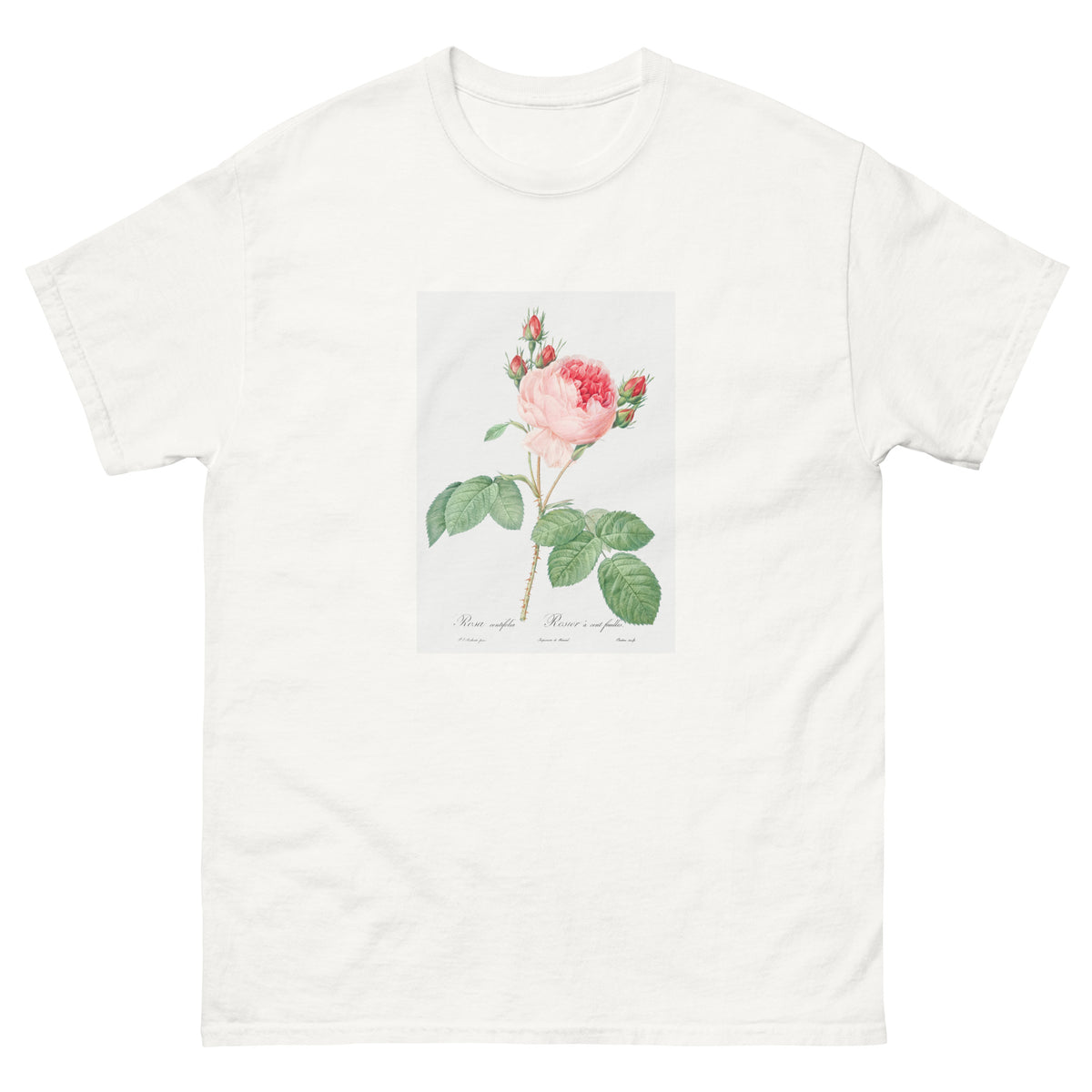 White T-shirt Cabbage Rose Also Known As One Hundred-Leaved Rose Rosa Centifolia Essential