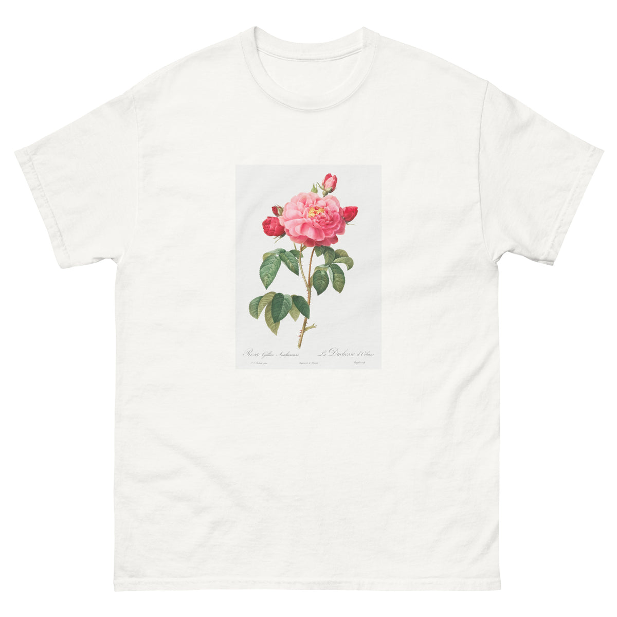 White T-shirt Gallic Rose Also Known As The Duchess Of Orleans Rosa Gallica Aurelianensis Essential