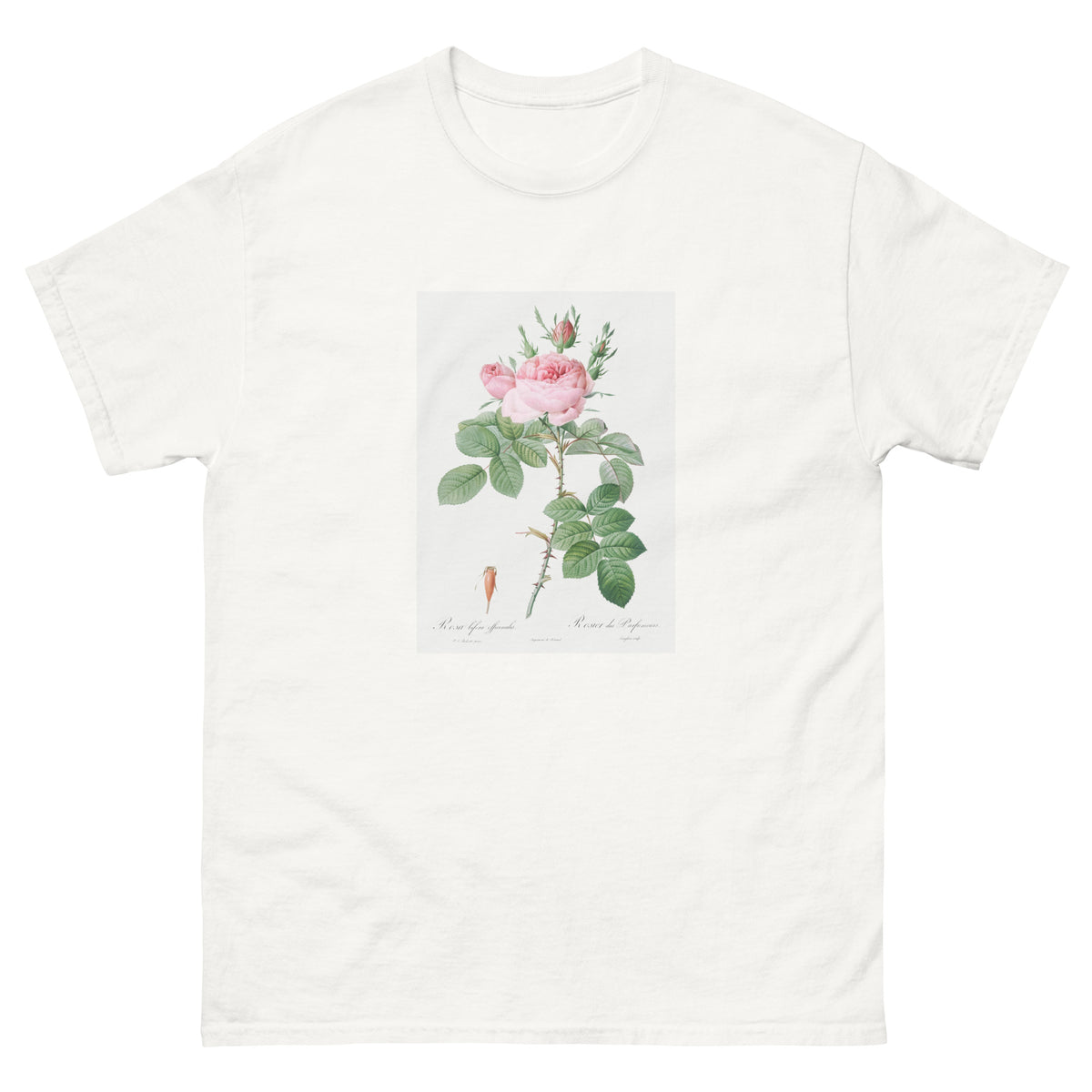 White T-shirt Rosa Bifera Officinalis Also Known As Rose Of Perfume Essential