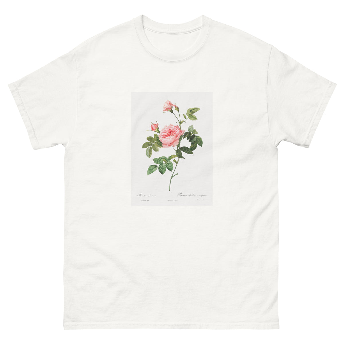 White T-shirt Boursault Rose Also Known As Rose Turbine Without Thorns Rosa Inermis Essential