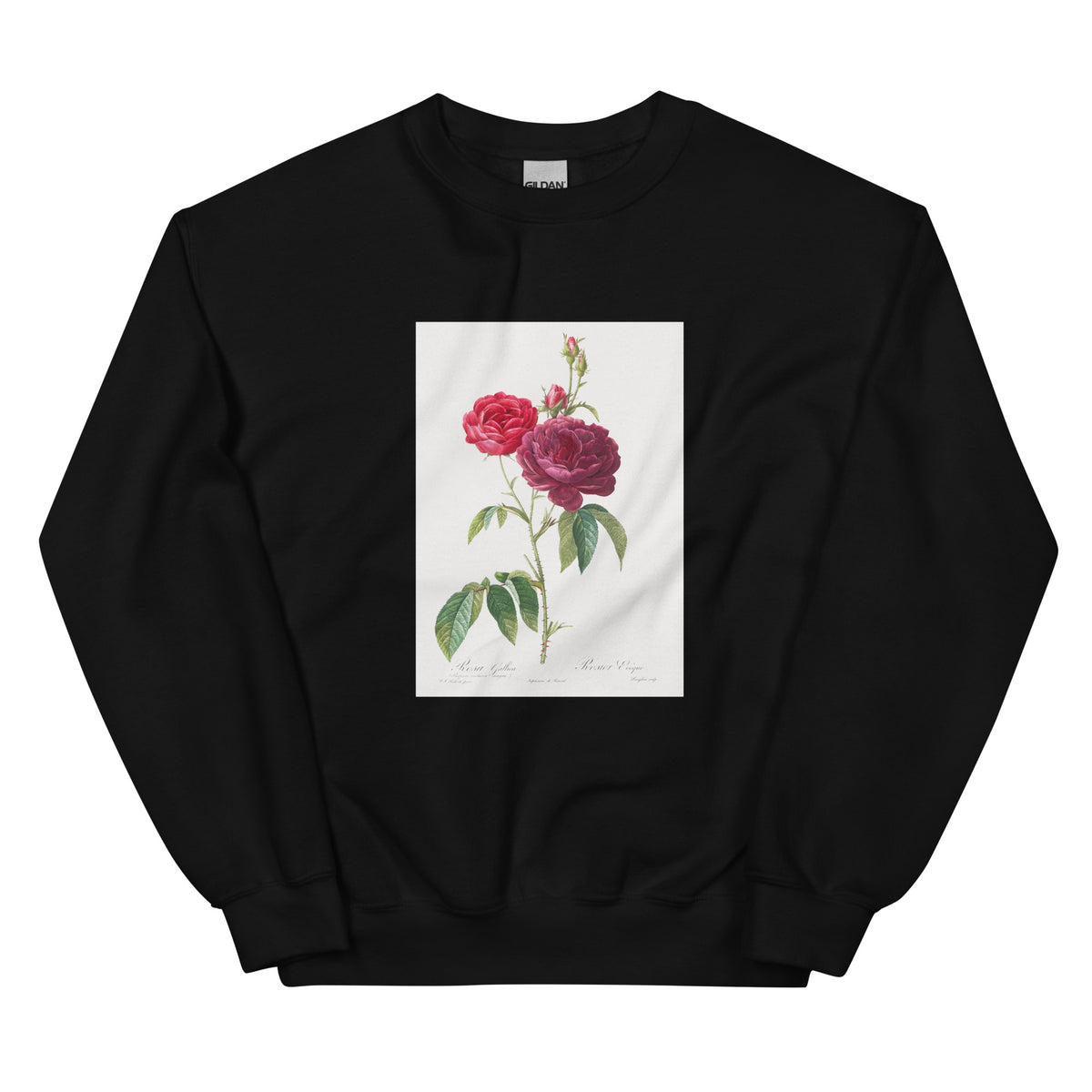 Black Sweater Purple French Rose Rosa Gallica Purpuro-Violacea Magna Essential