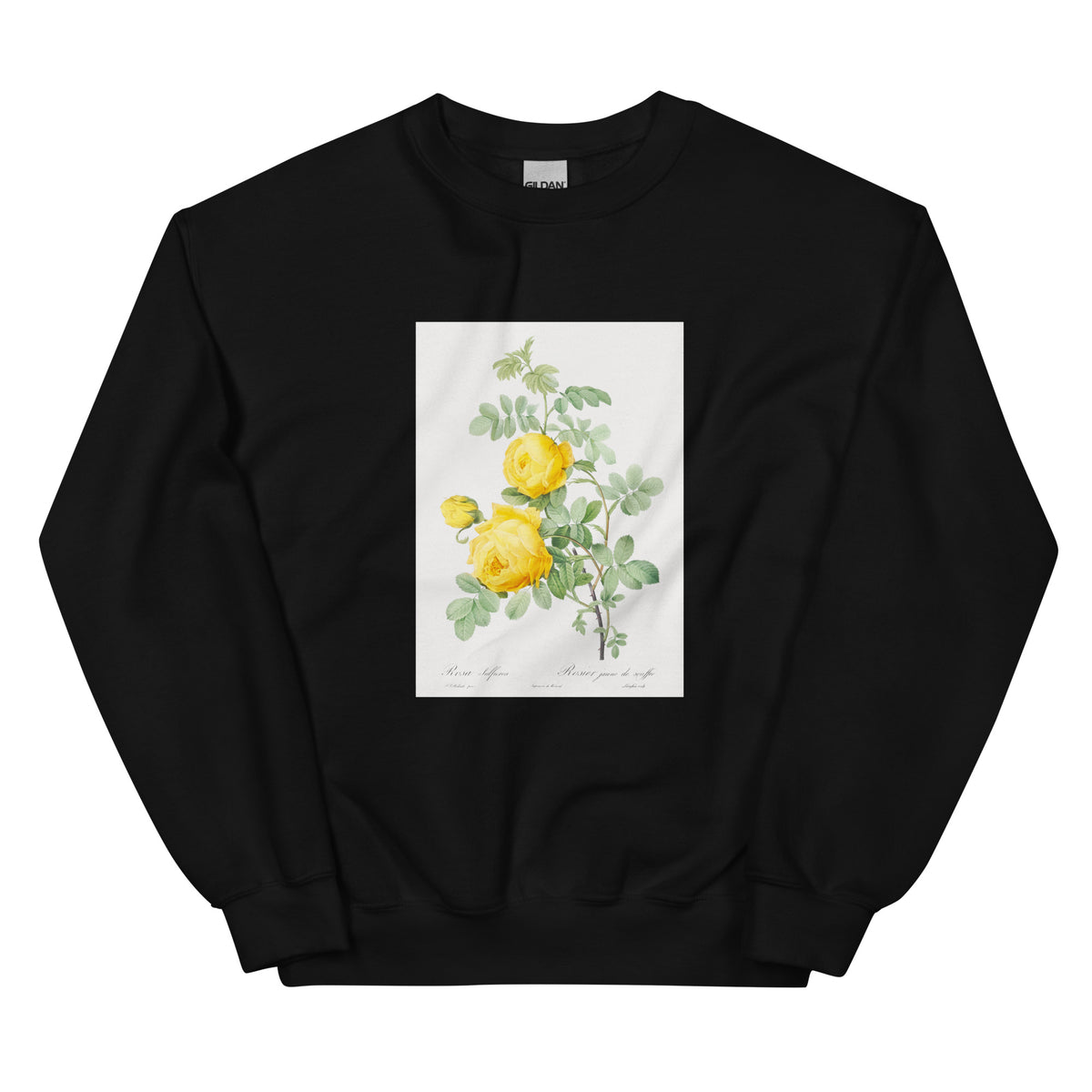 Black Sweater Rosa Hemisphaerica Also Known As Yellow Rose Of Sulfur Rosa Sulfurea Essential