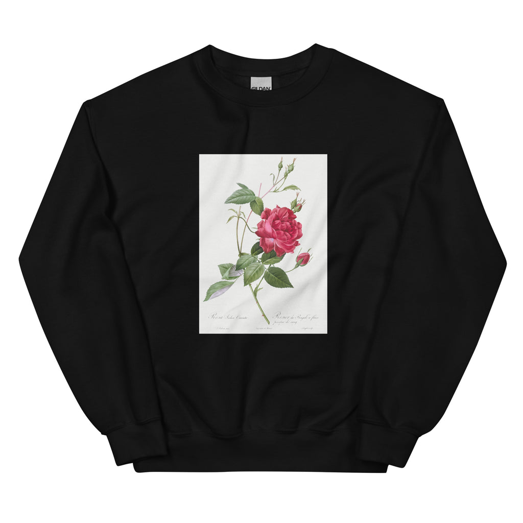 Black Sweater Blood-Red Bengal Rose Rosa Indica Cruneta Essential