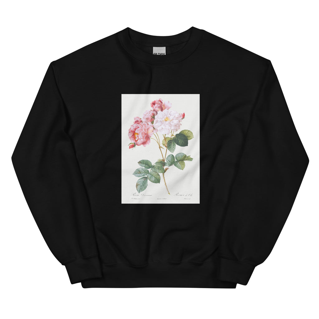 Black Sweater Rosa Damascena Rosebush Rosa Damascena Essential