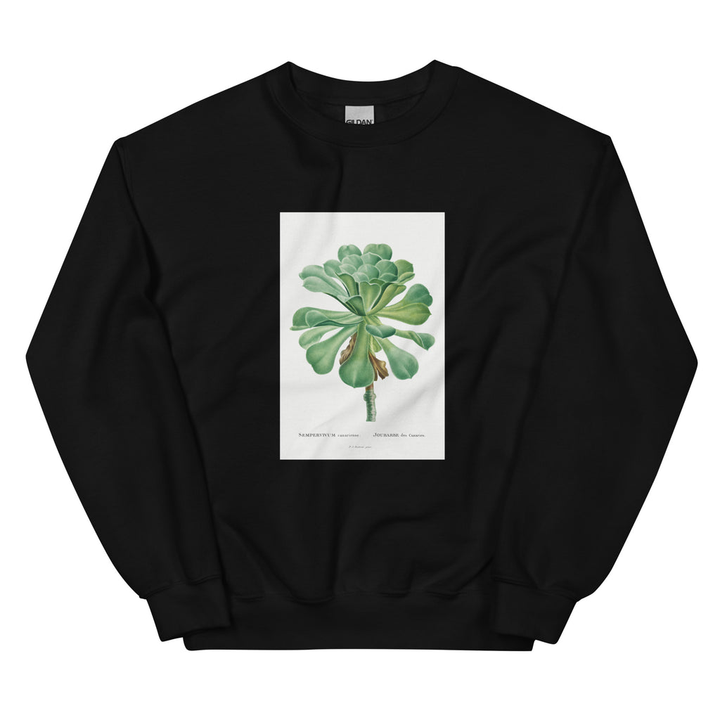 Black Sweater Sempervivum Canariense Image Essential