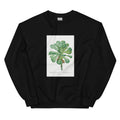 Black Sweater Sempervivum Canariense Image Essential