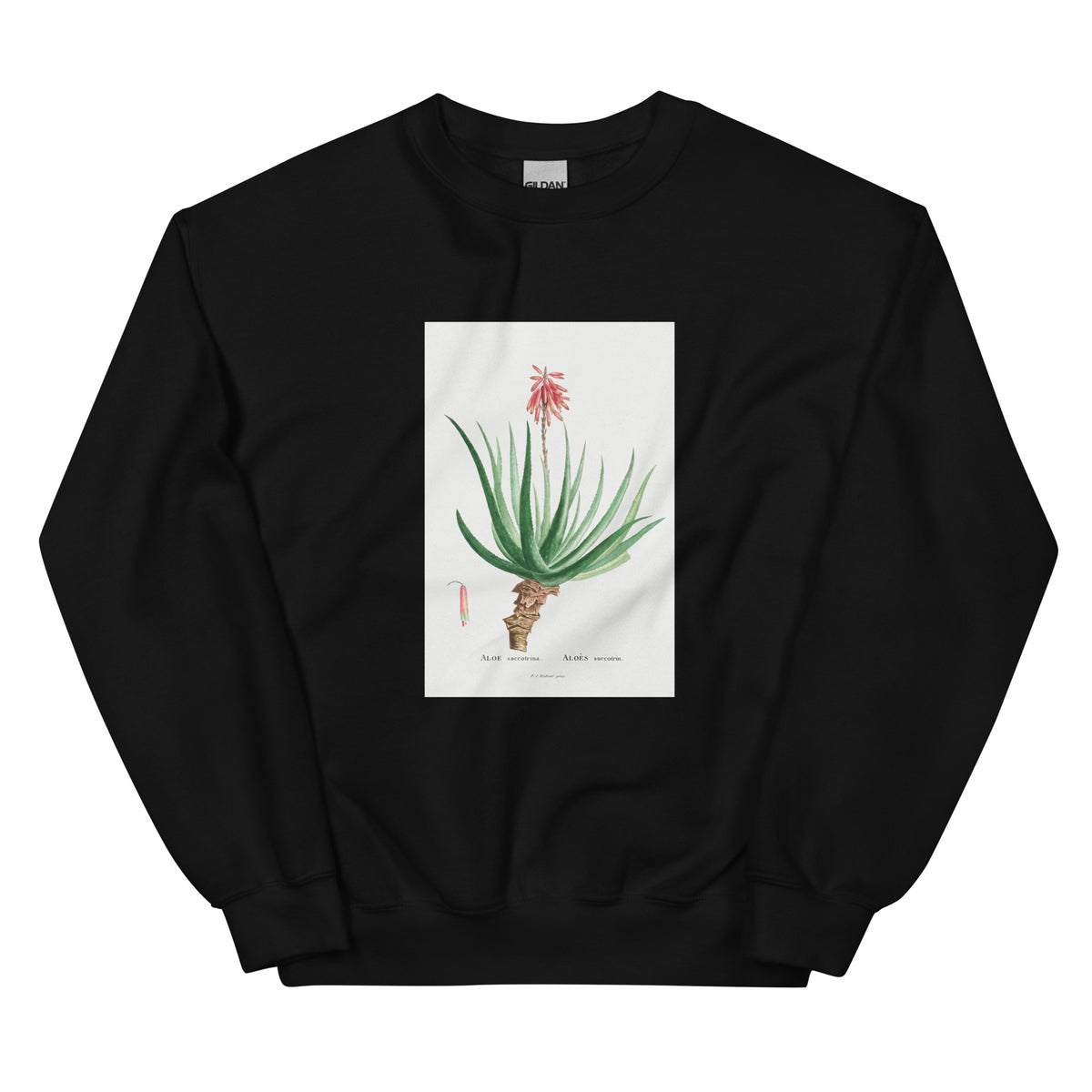 Black Sweater Aloe Socotrina Image Essential