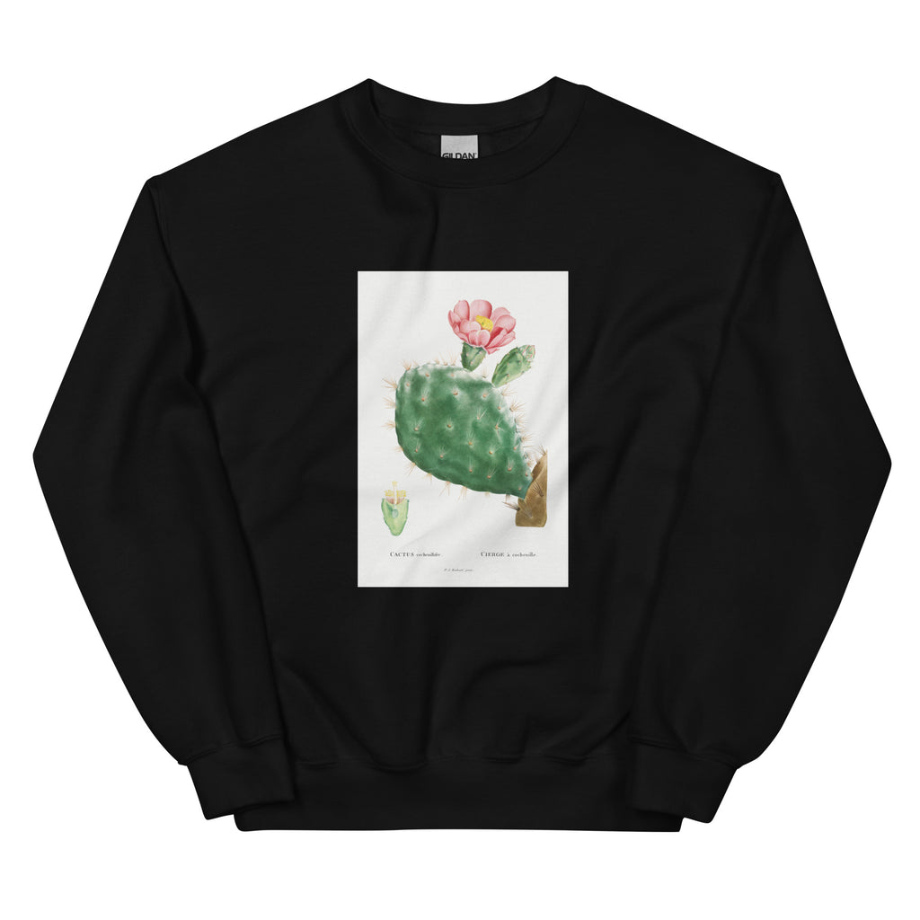 Black Sweater Cactus Cochenillifer Image Essential