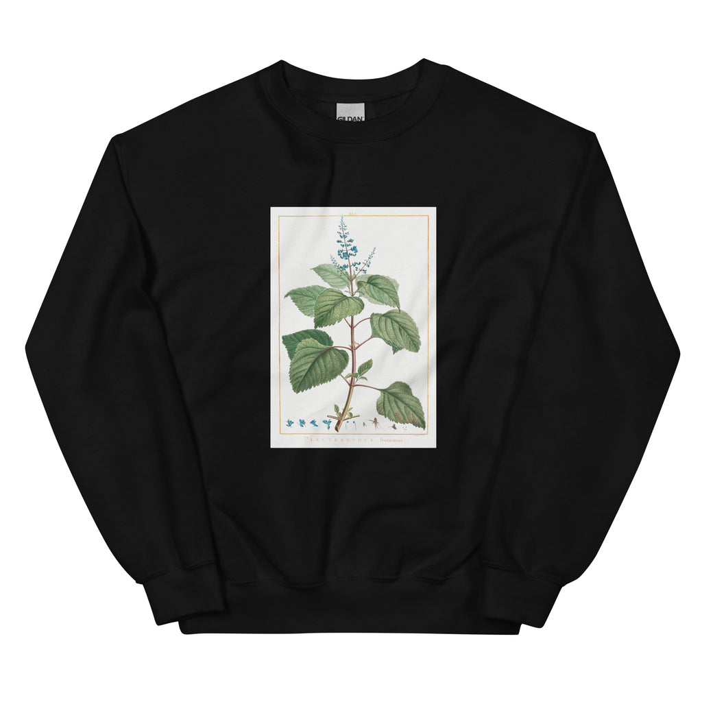 Black Sweater Plectranthus Fruticosus Image - Pierre-Joseph Redoute And Charles Louis 1784 Essential