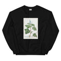 Black Sweater Plectranthus Fruticosus Image - Pierre-Joseph Redoute And Charles Louis 1784 Essential