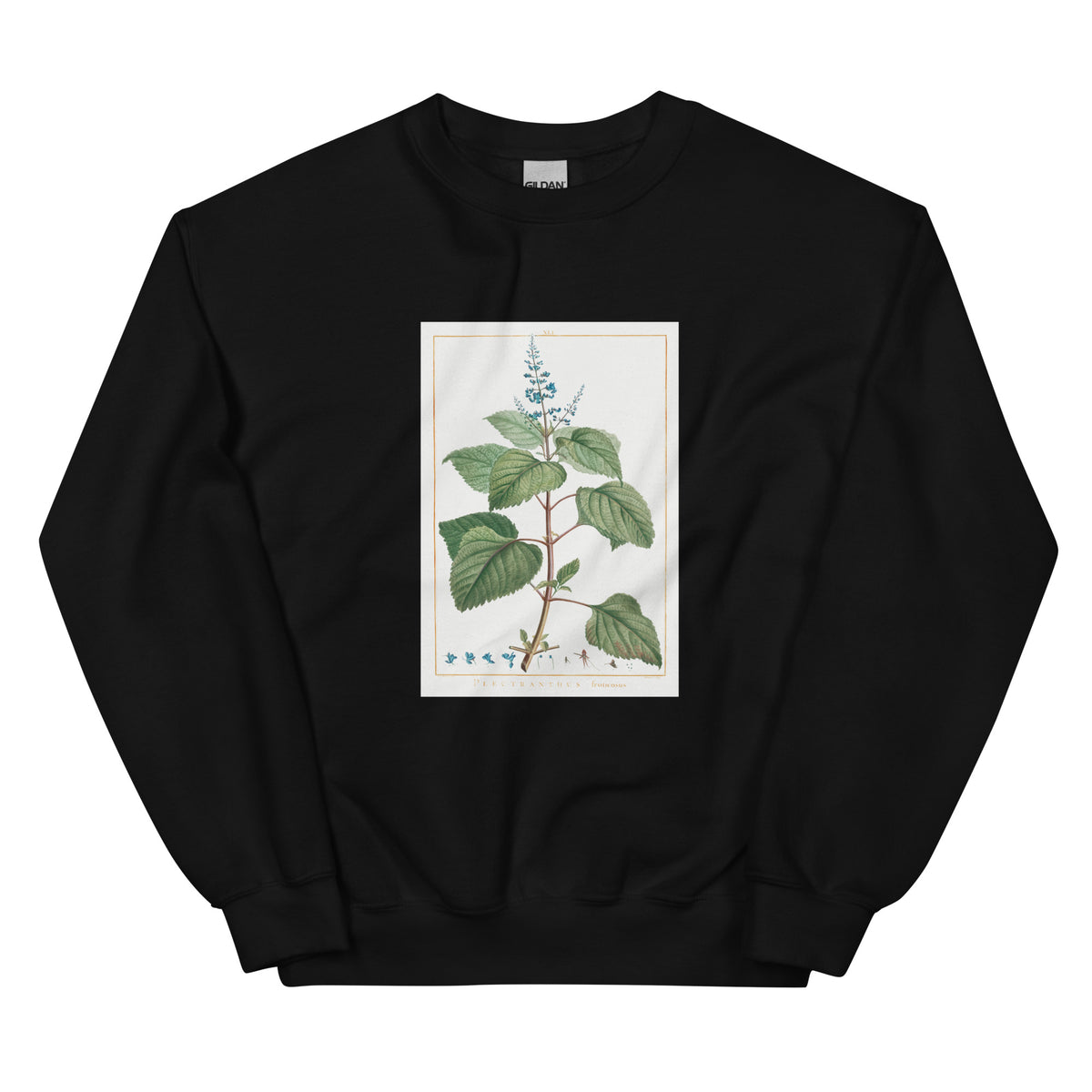 Black Sweater Plectranthus Fruticosus Image - Pierre-Joseph Redoute And Charles Louis 1784 Essential