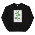 Black Sweater Tetragonia Expansa New Zealand Spinach Essential