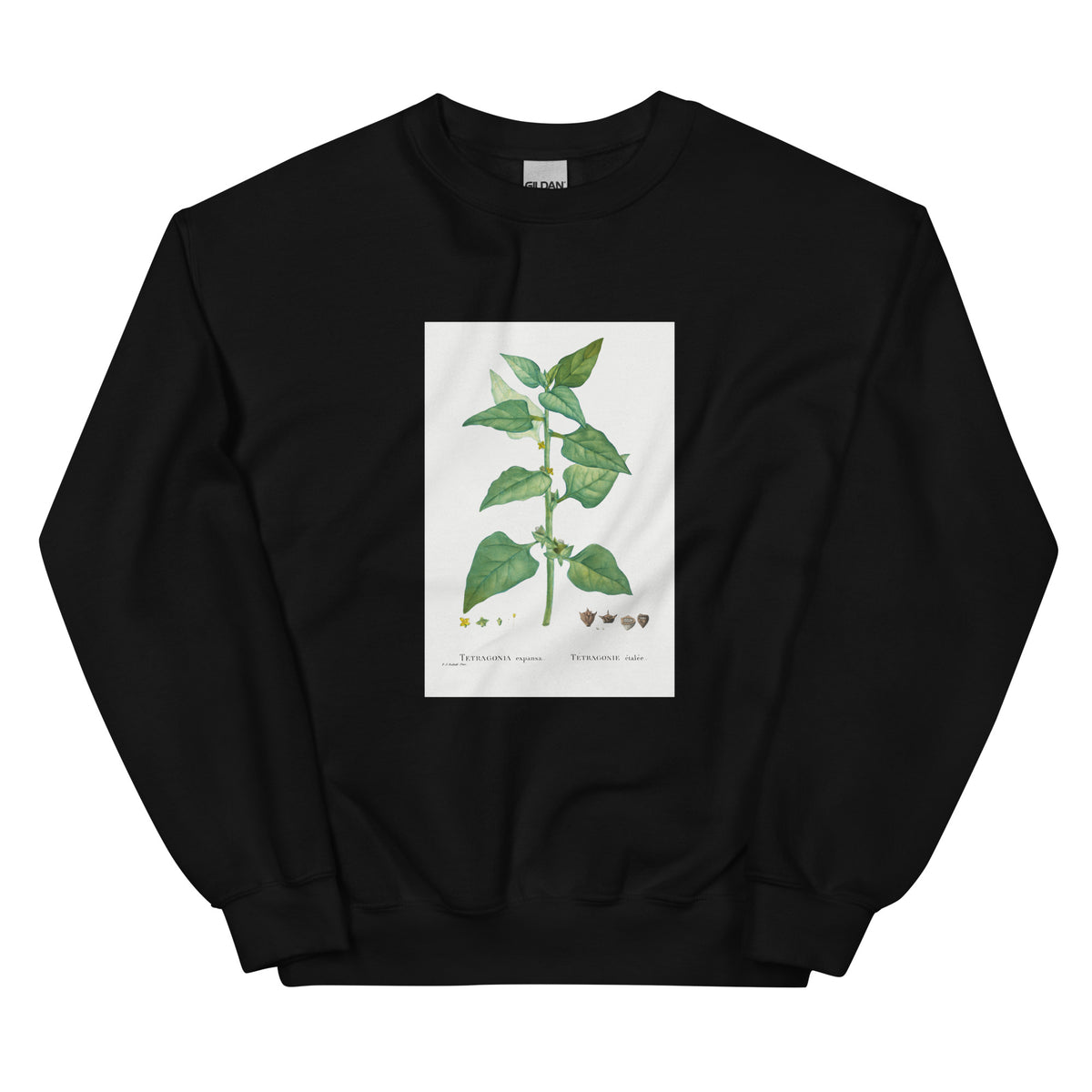 Black Sweater Tetragonia Expansa New Zealand Spinach Essential