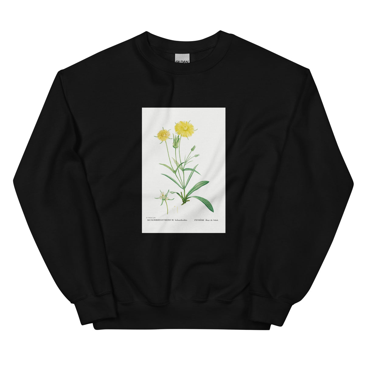 Black Sweater Mesembryanthemum Helianthoides Spatula Leaved Fig Marigold - Pierre-Joseph 1799 Essential