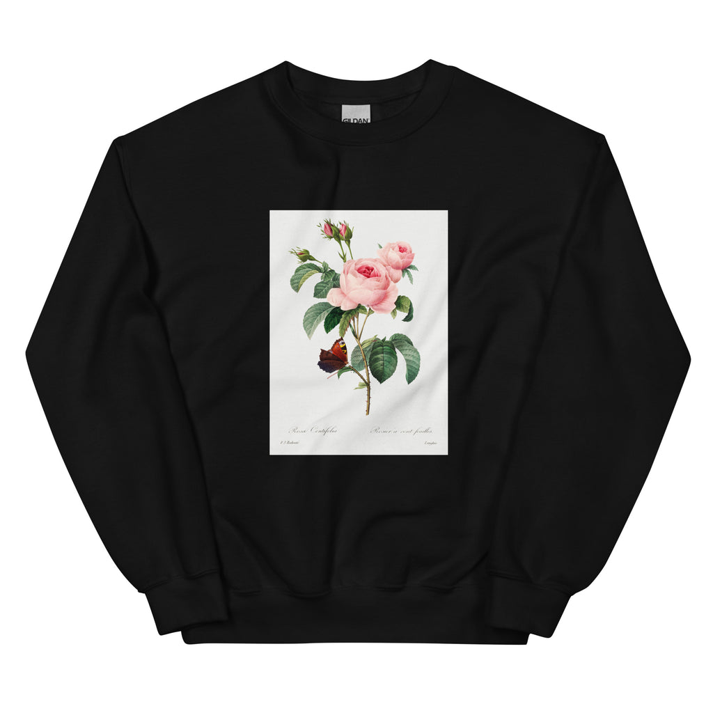 Black Sweater Cabbage Rose - Pierre-Joseph Redoute 1759 Essential