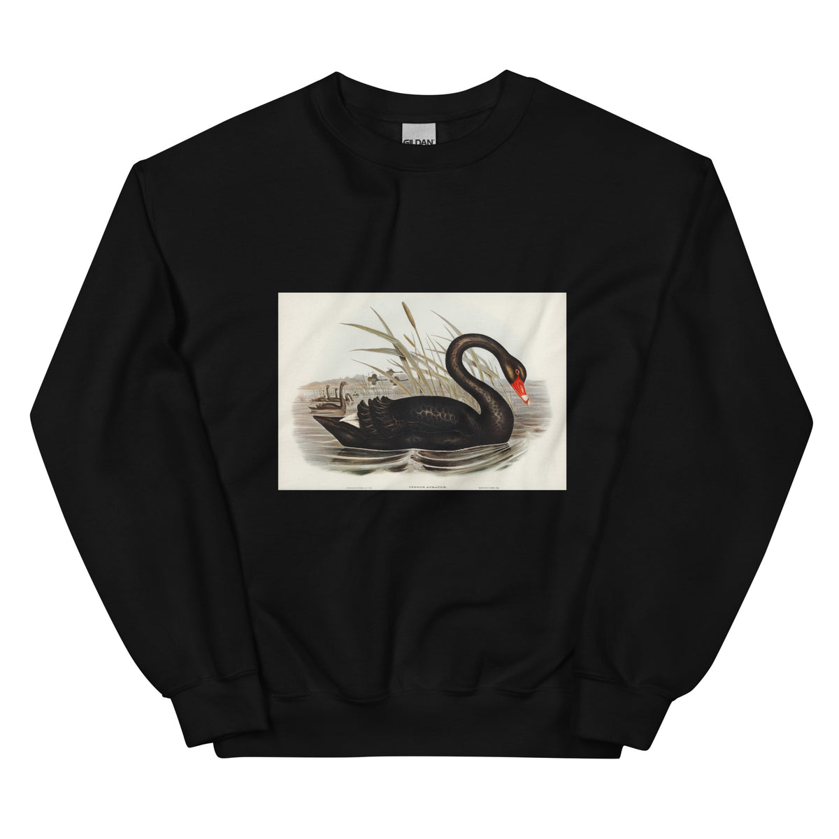 Black Sweater Black Swan Cygnus Atratus Illustrated - Elizabeth Gould 1804 Essential